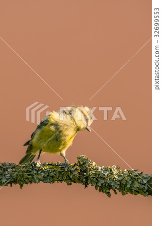 Curious child blue tit with baby colored feathers 32699553