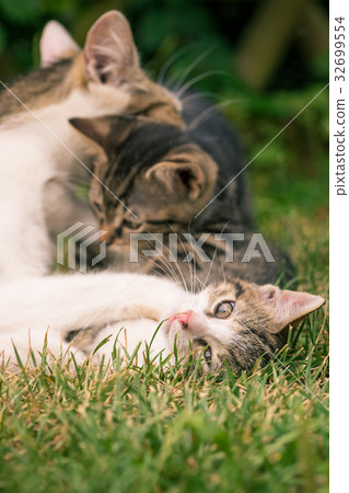 Mother cat plays with kittens 32699554