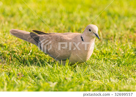 Nice light grey turtledove bird perched on lawn 32699557
