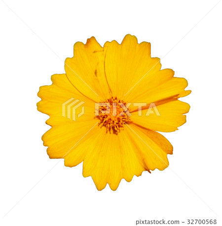 Flower of star tickseed 32700568