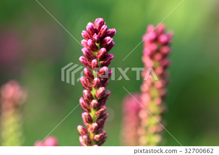 Liatrice bud 32700662