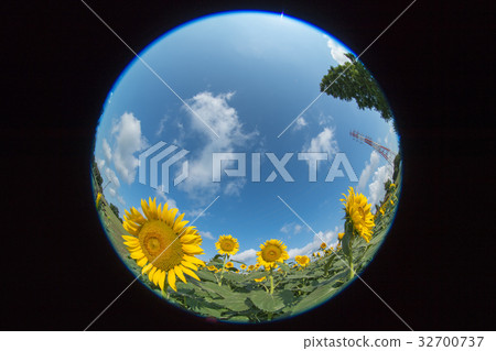 Sunflower field 32700737