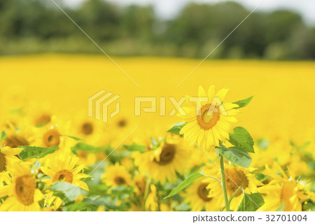 Sunflower on one side 32701004