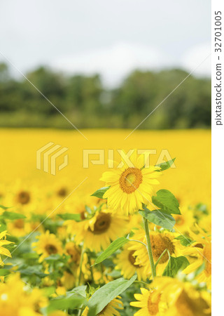 Sunflower on one side 32701005