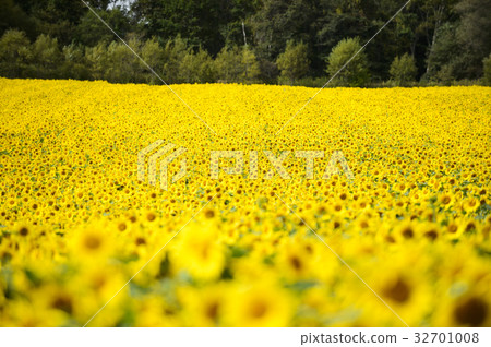 Sunflower on one side 32701008