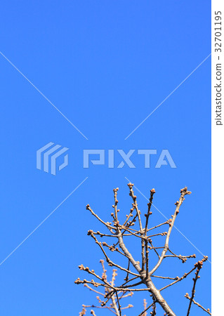Narragushi冬天新芽和藍天 32701195