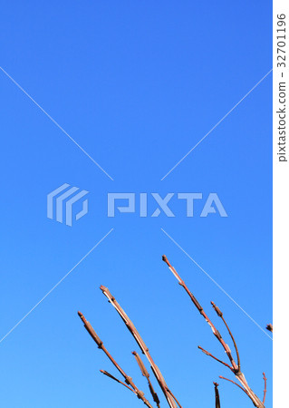 冬芽和藍天 32701196