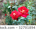 Roses close up 32701894