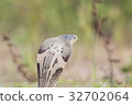Cobra snake in natural habitats of Thailand 32702064