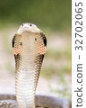 Cobra snake in natural habitats of Thailand 32702065