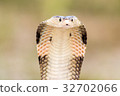 Cobra snake in natural habitats of Thailand 32702066