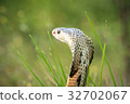Cobra snake in natural habitats of Thailand 32702067