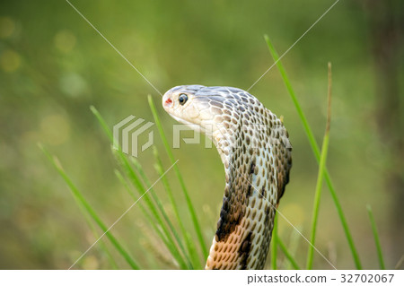 Cobra snake in natural habitats of Thailand Cobra snake in natural habitats of Thailand 32702067