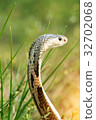 Cobra snake in natural habitats of Thailand 32702068