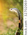 Cobra snake in natural habitats of Thailand 32702069