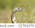 Cobra snake in natural habitats of Thailand 32702070
