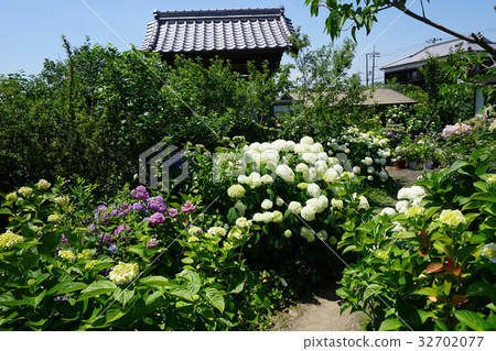 Kakogawa Enshoji Flower Hydrangea taken on June 15 32702077