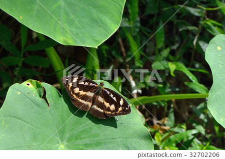 Male red three-line butterfly, Abrota ganga formosana Male red three-line butterfly, Abrota ganga formosana 32702206