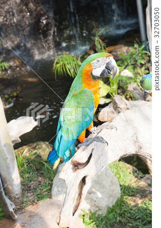 colourful parrot bird sitting colourful parrot bird sitting 32703050