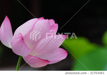 粉紅色的蓮花 粉紅色的蓮花 32703061
