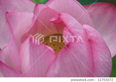 很多花蓮花 很多花蓮花 32703072