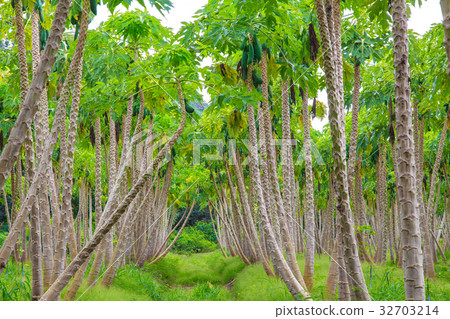 Papaya farm 32703214