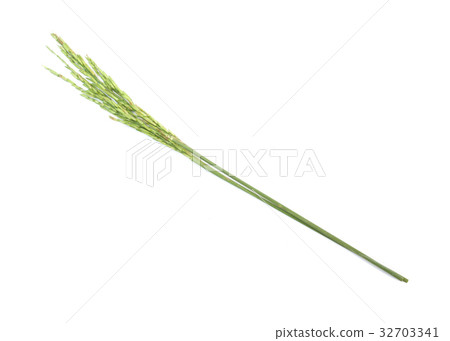 green spike on white 32703341