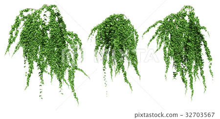 常春藤集 32703567