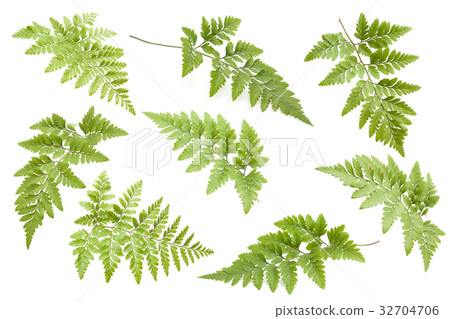 fern isolated fern isolated 32704706