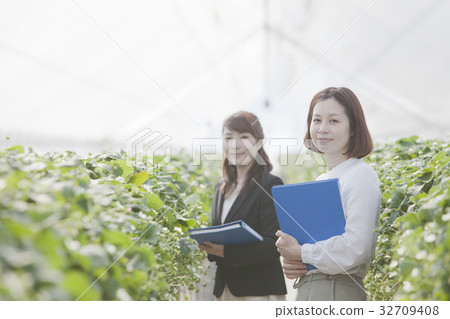 Ichigo researcher 32709408