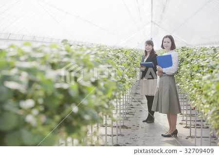 Ichigo researcher 32709409