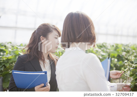 Ichigo researcher 32709437