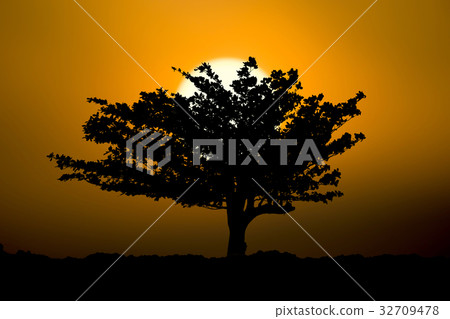 Silhouette beach almond tree and sunset Silhouette beach almond tree and sunset 32709478