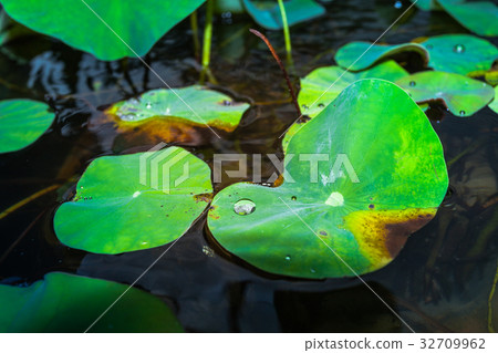 raining on banana leaf raining on banana leaf 32709962
