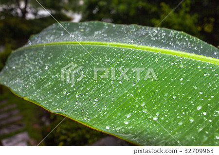 raining on banana leaf raining on banana leaf 32709963