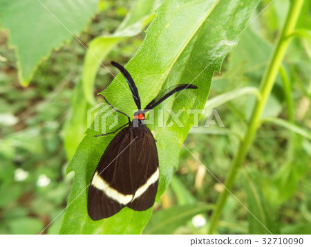 Firefly Firefly 32710090