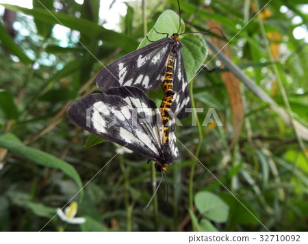 Umededa Shake mating Umededa Shake mating 32710092