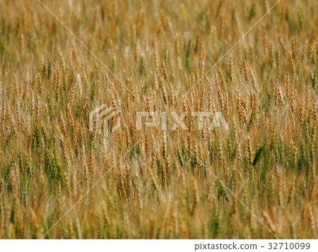 Barley field Barley field 32710099