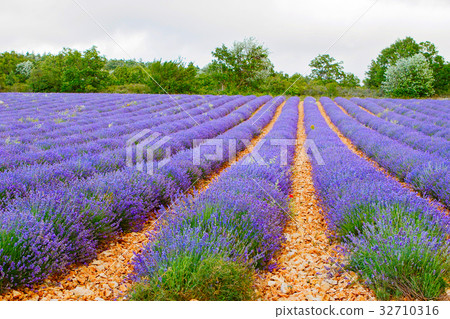 Lavender fields near Valensole in Provence, France 32710316