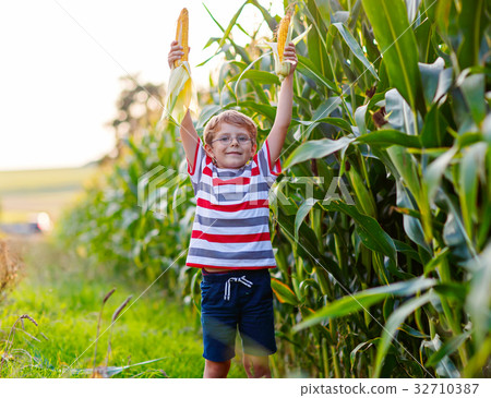 Kid boy with sweet corn on field outdoors Kid boy with sweet corn on field outdoors 32710387