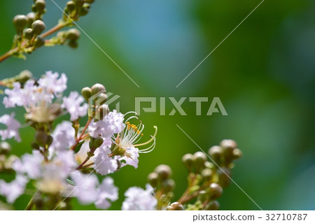 縐紗花 32710787
