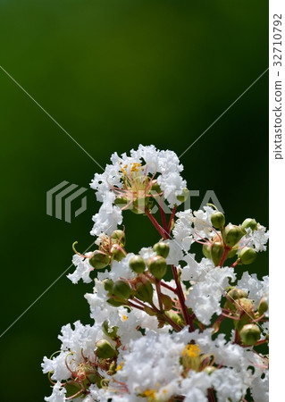 Flower of crape mybs Flower of crape mybs 32710792
