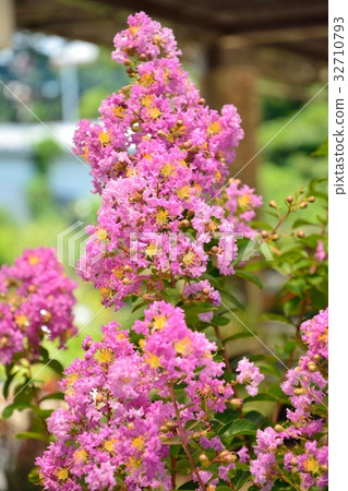 Flower of crape mybs Flower of crape mybs 32710793