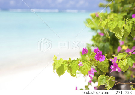 Bougainvillea and the beach Bougainvillea and the beach 32711738