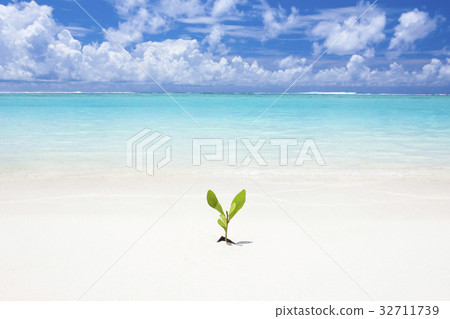Beaches and sprouts Beaches and sprouts 32711739