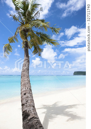Palm tree 32711740
