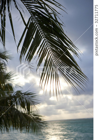 Palm trees and seas Palm trees and seas 32711775