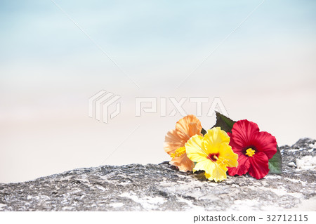 Hibiscus Hibiscus 32712115