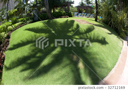 Shadow of palm tree 32712169