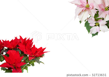 Poinsettia 32713631
